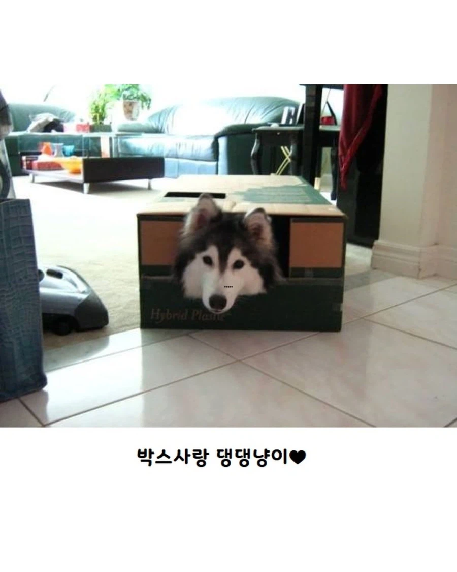 고양이랑 같이 자란 댕댕이..._9.webp