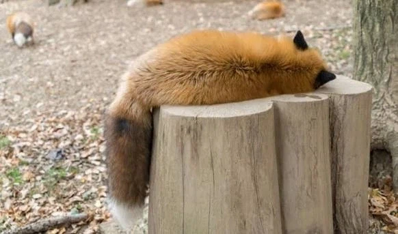 숨막히는 뒷태 몇장_1.webp