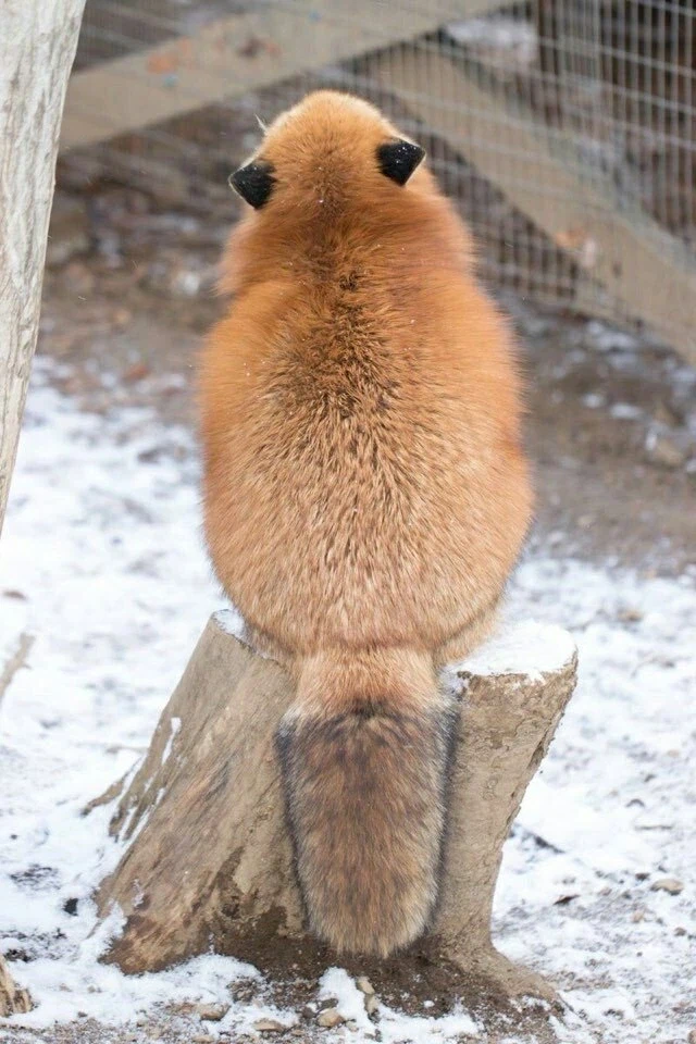 숨막히는 뒷태 몇장_2.webp