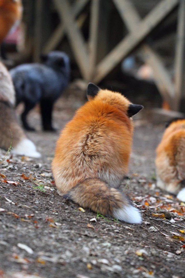 숨막히는 뒷태 몇장_3.webp