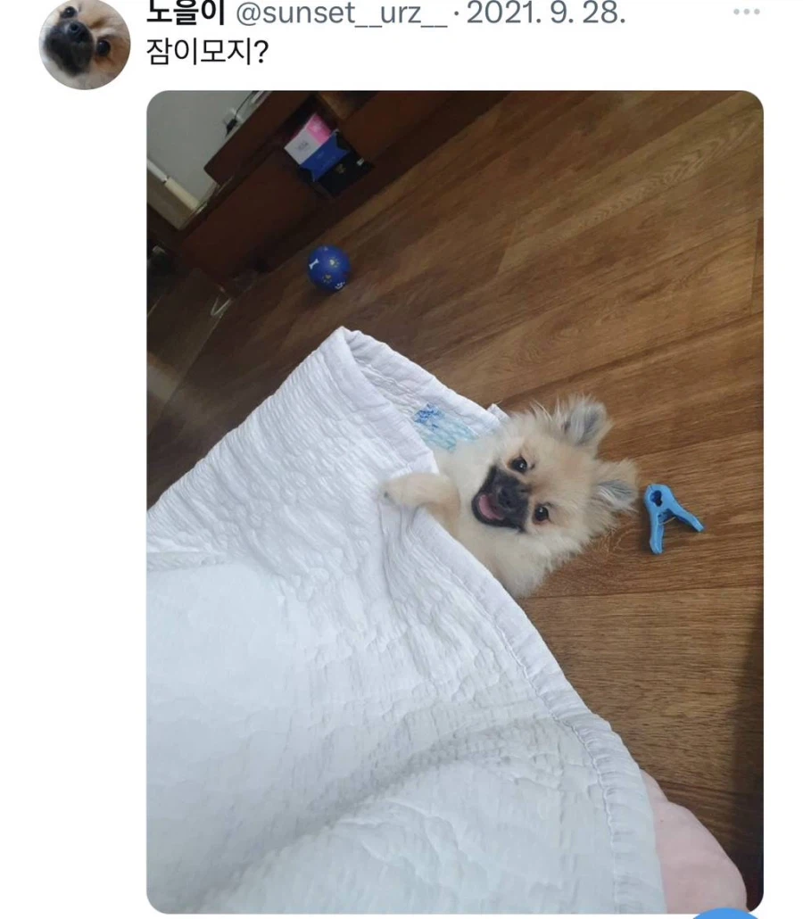 잠 자는 강아지 대회.jpg_9.webp