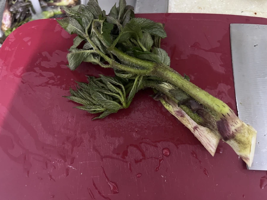 두릅 손질중_1.webp