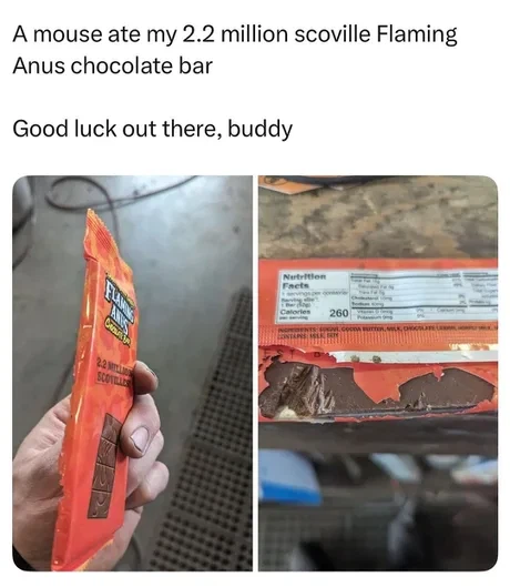 도둑 쥐의 최후_1.webp