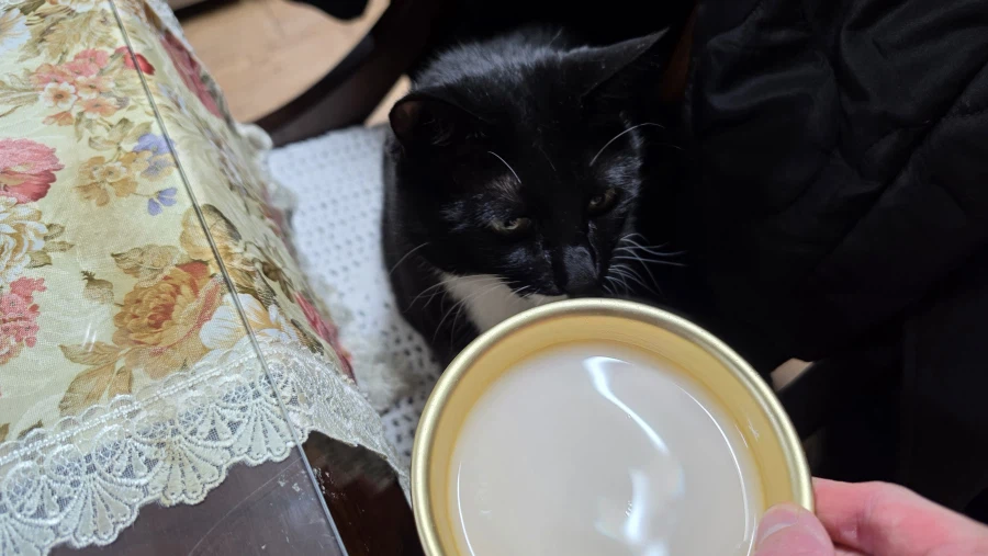 퇴근후 야옹이랑 소소하게 한잔함ㅎㅎ_7.webp