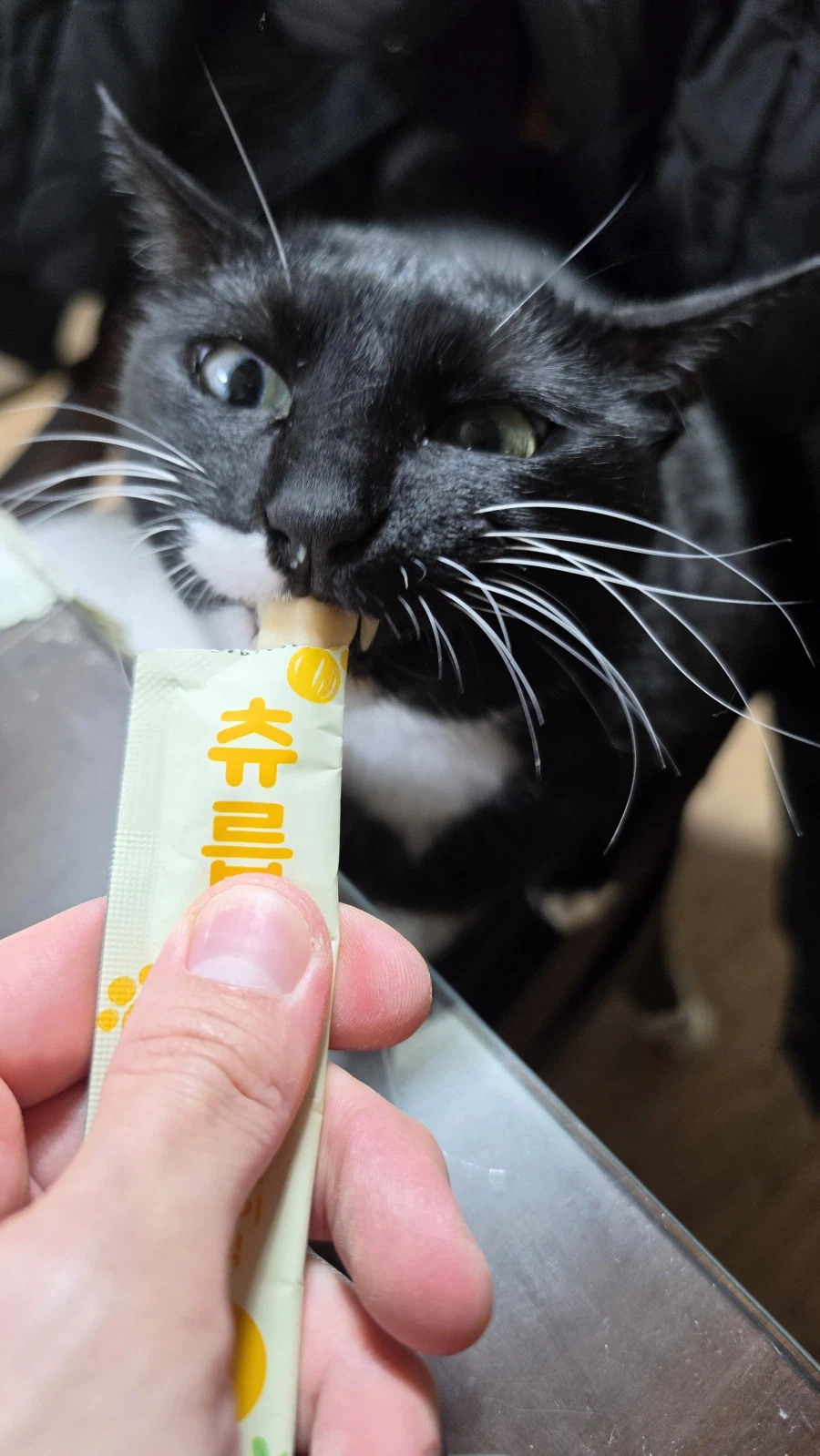 퇴근후 야옹이랑 소소하게 한잔함ㅎㅎ_8.webp