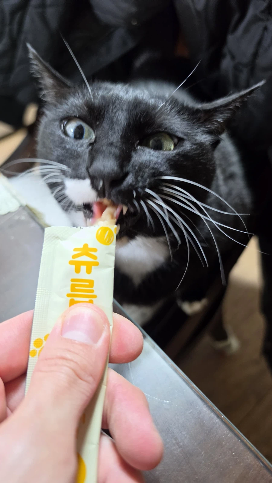 퇴근후 야옹이랑 소소하게 한잔함ㅎㅎ_9.webp