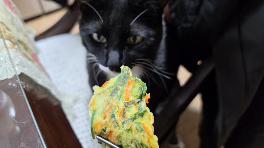 퇴근후 야옹이랑 소소하게 한잔함ㅎㅎ_6.webp