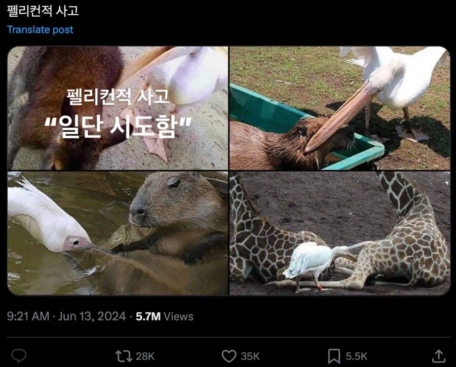 펠리컨적 사고에 대한 전문가의 의견_1.webp