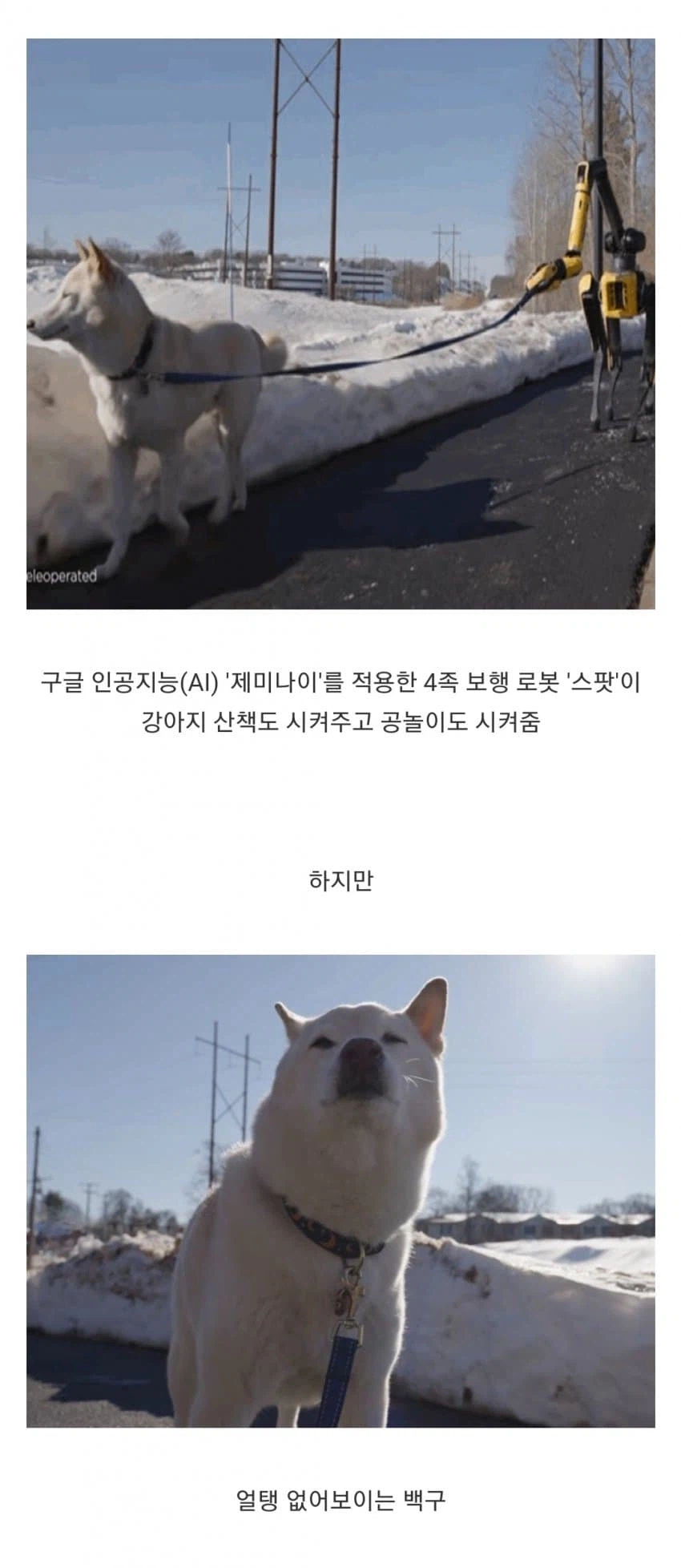개 산책 시키는 로봇개_1.webp