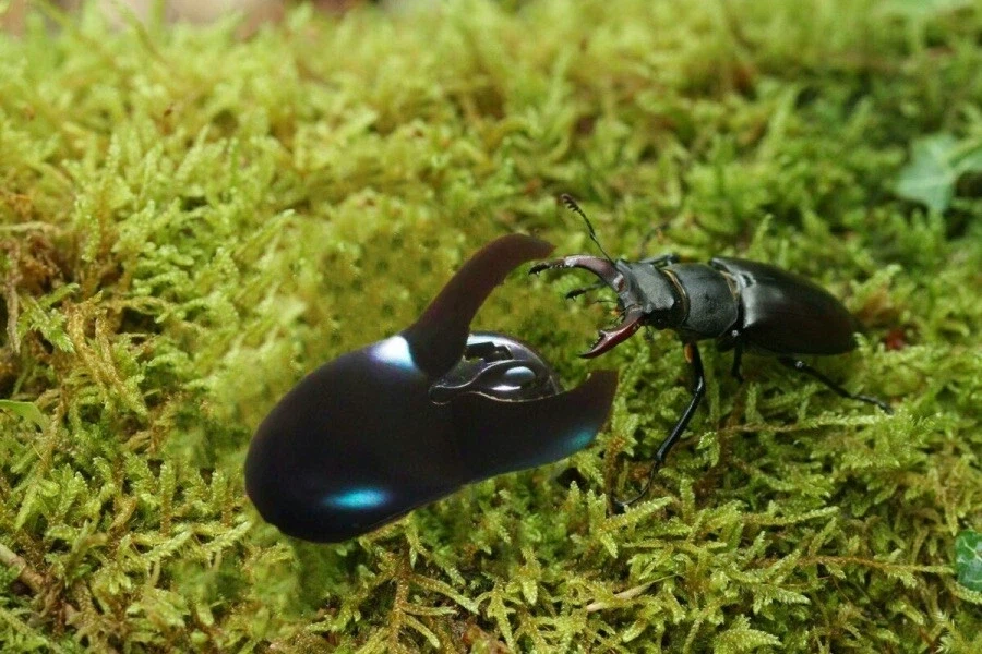 롤 10연패 하면 나오는 사슴벌레_4.webp