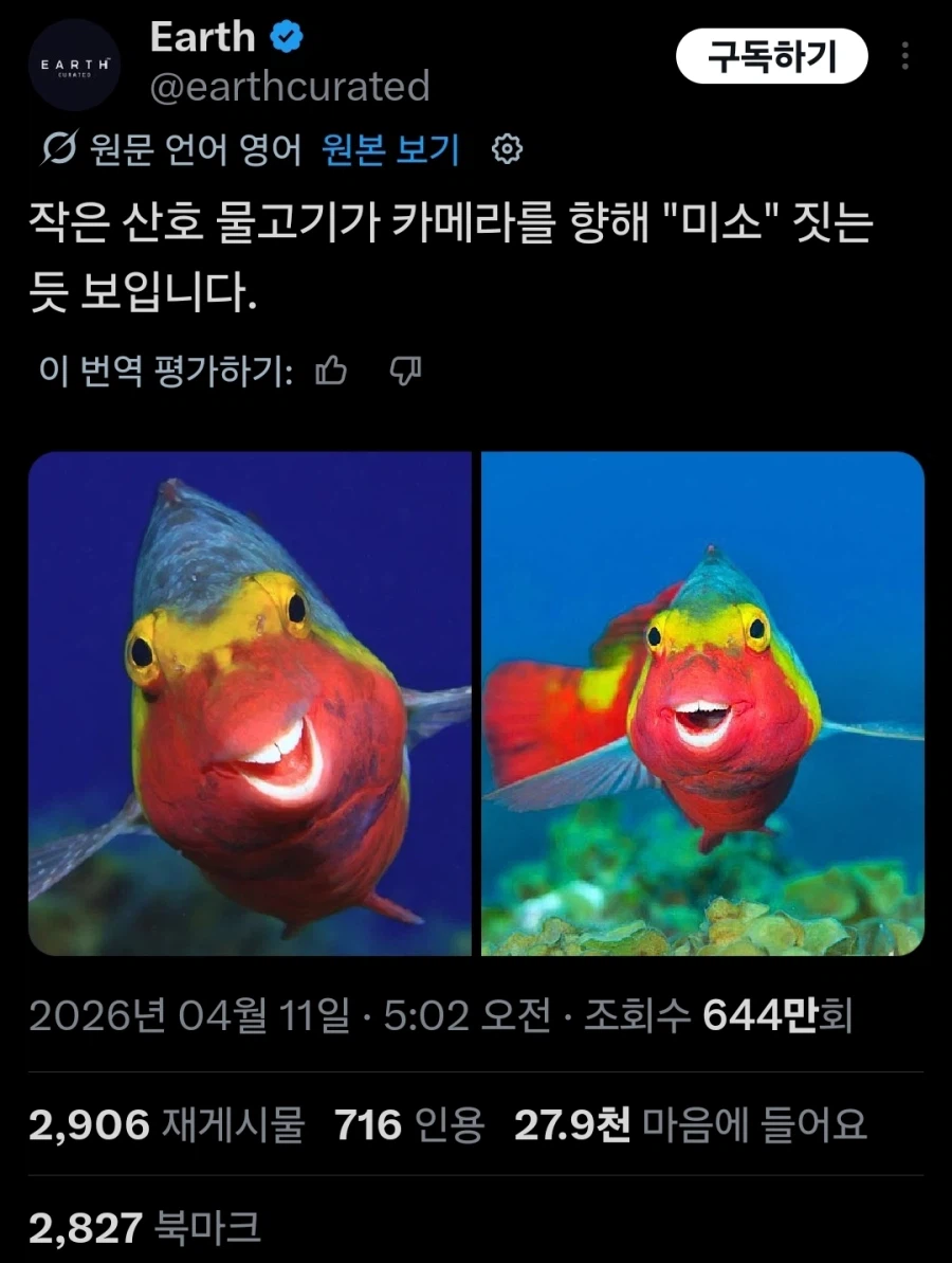 주술회전) 카메라를 보고 웃는 물고기_1.webp