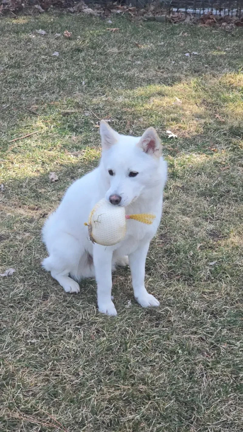 양파망에 개털을 모아두는 이유_2.webp