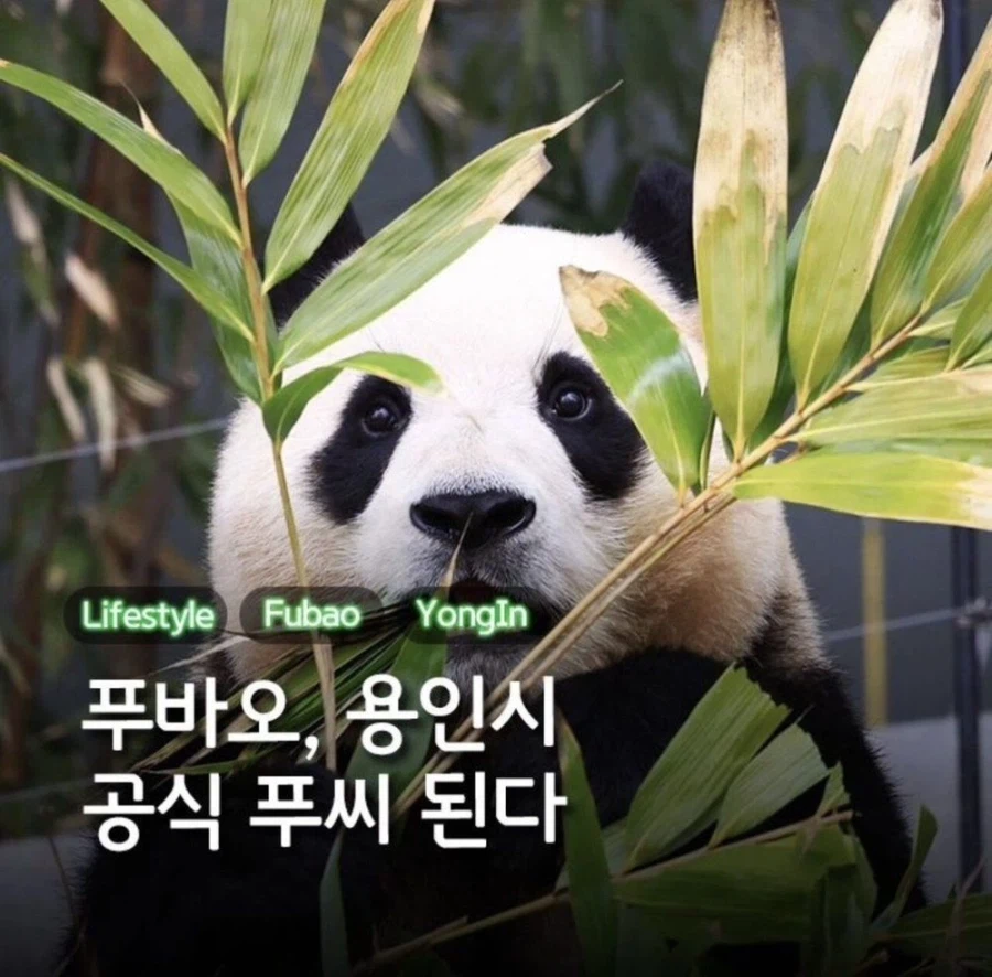 의외로 용인시 공식 뷰지인것_1.webp