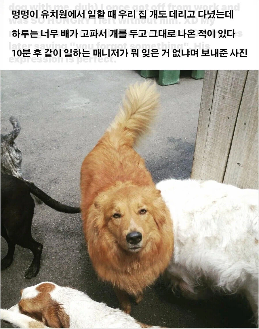 멍멍이 유치원에 깜빡하고 놔두고 옴_1.webp