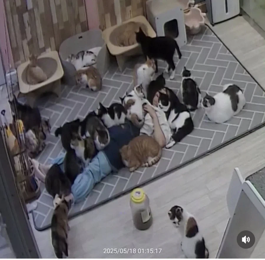 고양이 쉼터에서 6시간 주무신 분의 최후.jpg_1.webp