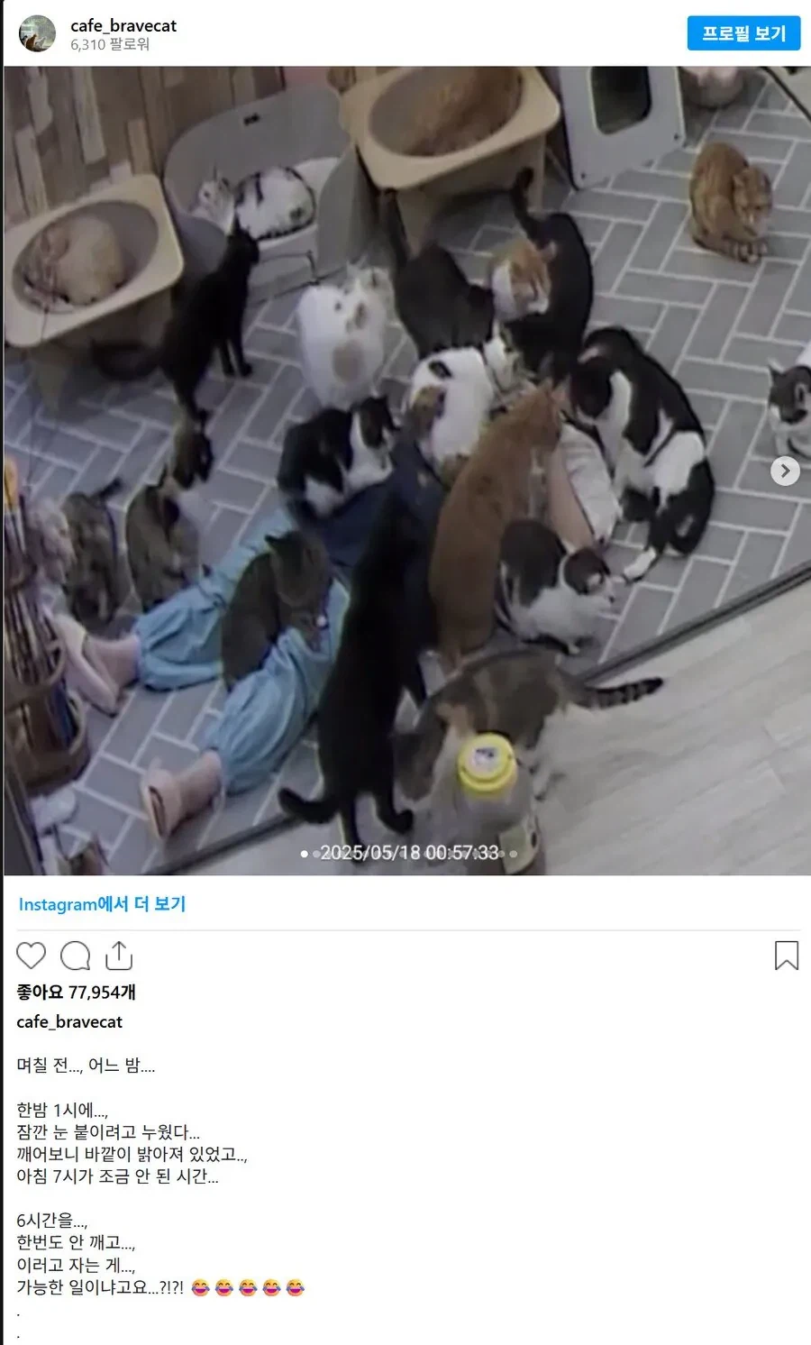 고양이 쉼터에서 6시간 주무신 분의 최후.jpg_2.webp