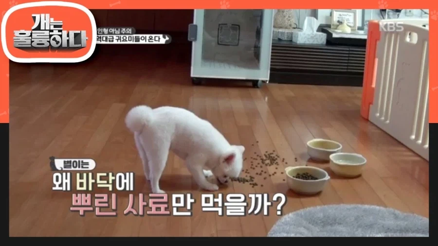 호들갑 떠는 늑구엄빠들은 개 키워본 적 없음_1.webp