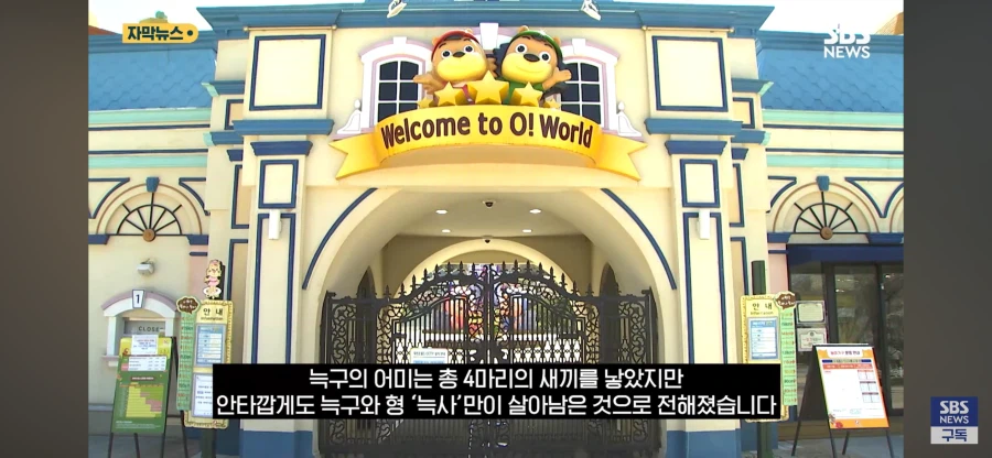 늑구 이름의 비밀 오피셜_2.webp