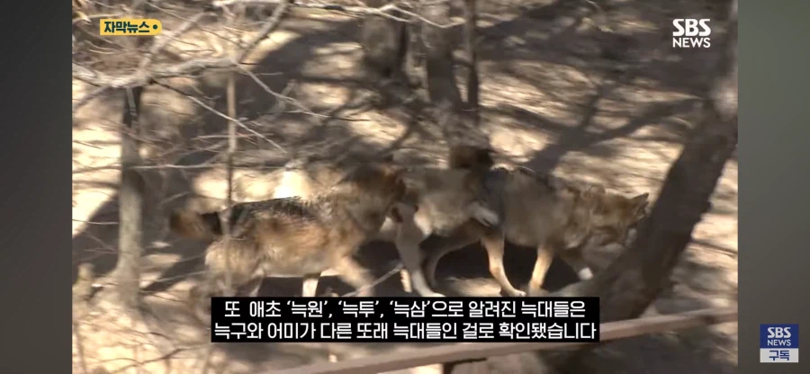 늑구 이름의 비밀 오피셜_3.webp
