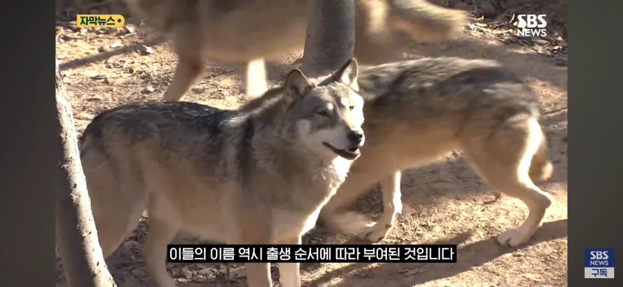 늑구 이름의 비밀 오피셜_4.webp
