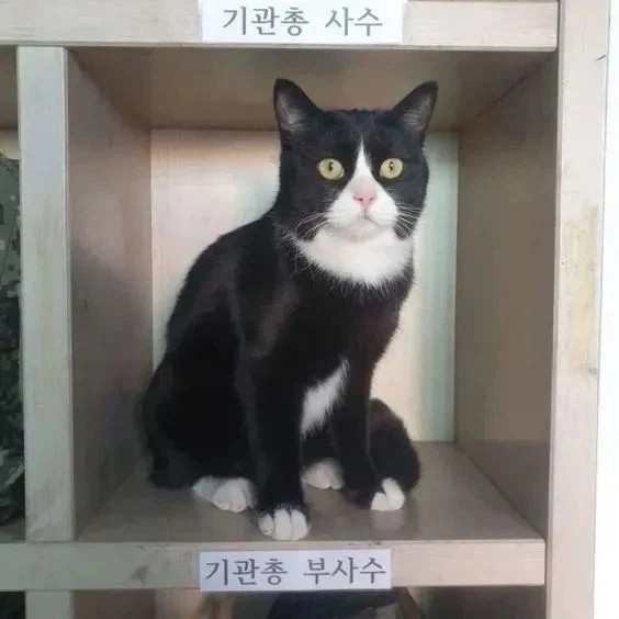 미필은 모르는 기관총 사수 특_1.webp