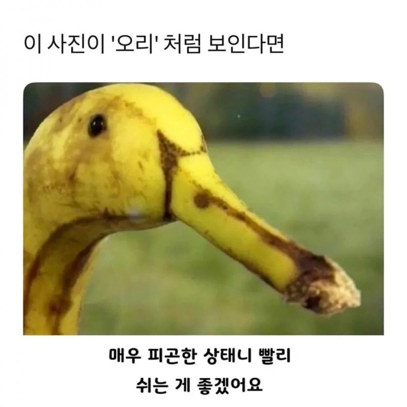 이것은 바나나 입니다._1.webp