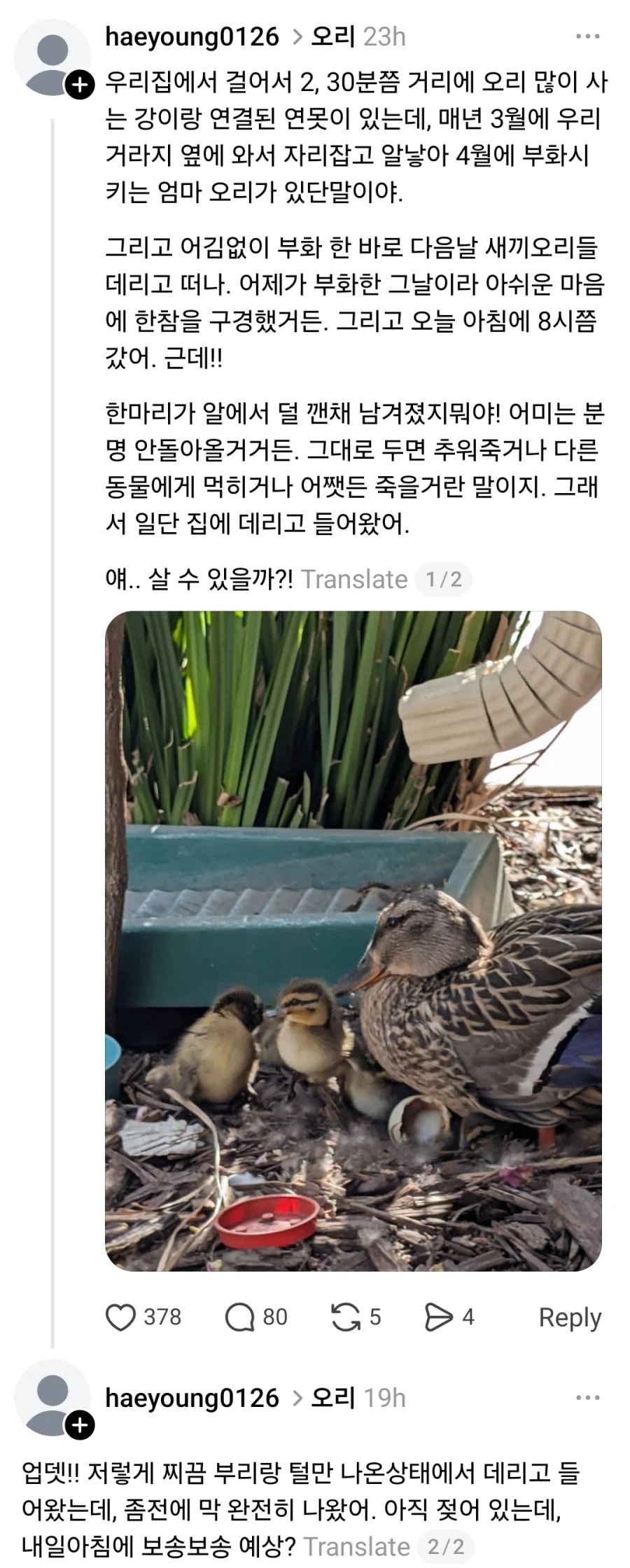 엄마한테 버림 받은 아기오리를 주운 사람_1.webp