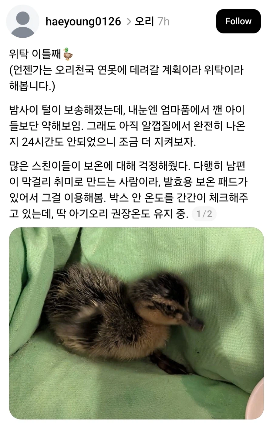 엄마한테 버림 받은 아기오리를 주운 사람_4.webp