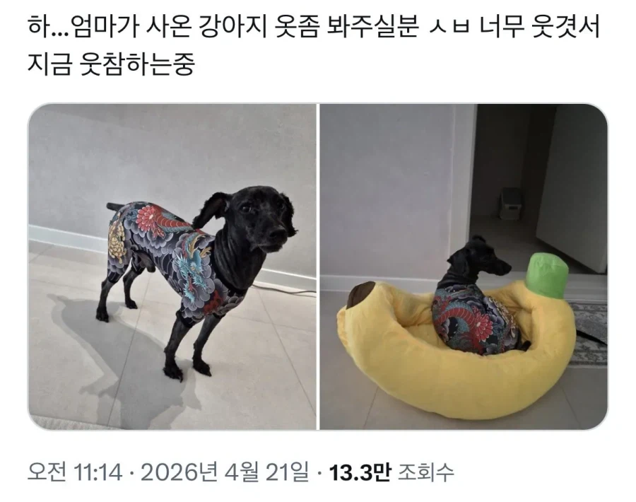 엄마가 사온 강아지 옷 좀 봐주실 분_3.webp
