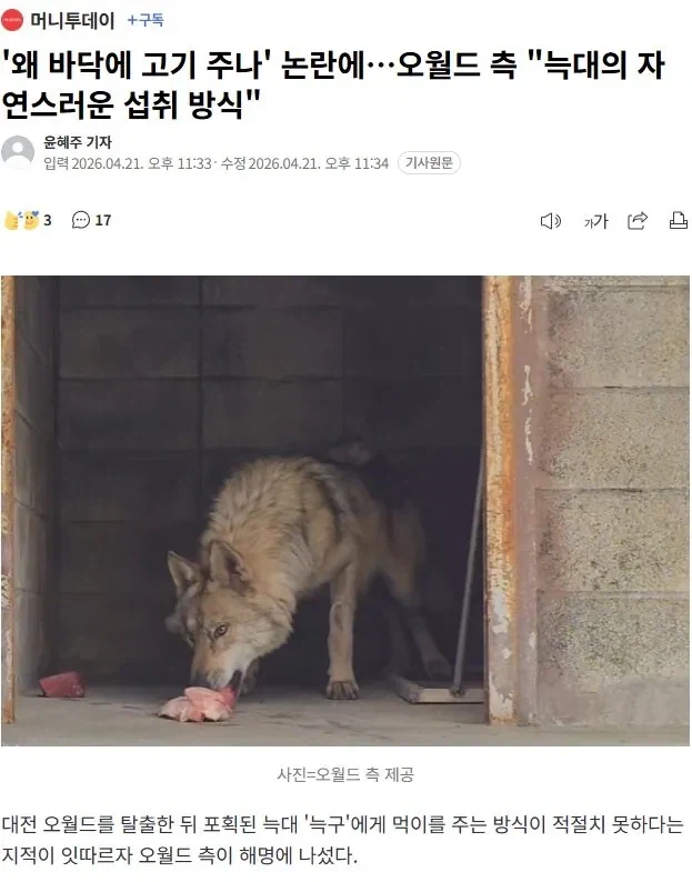 늑구 밥을 왜 맨바닥에 줬냐 하는 사람들..._1.webp