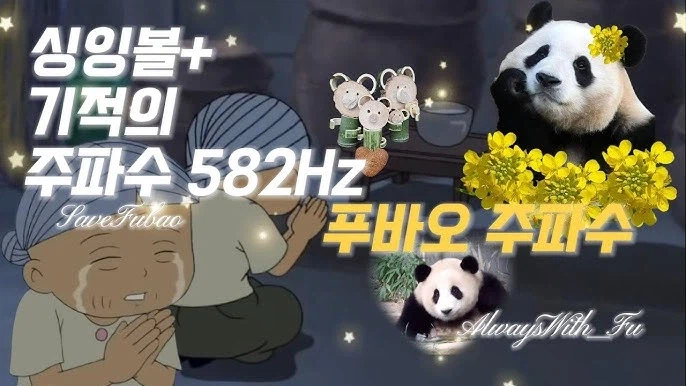 푸바오 돌아오는 주파수_2.webp