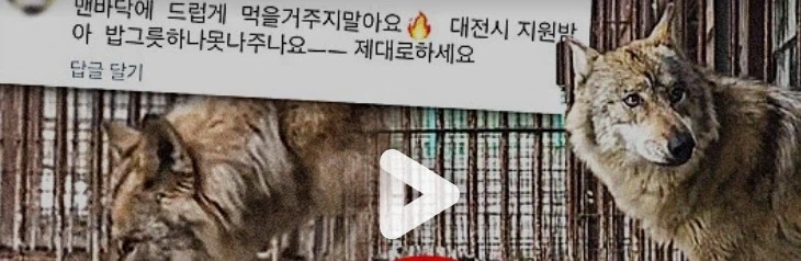 늑구 밥주는거 진짜 드립인줄 알았다_1.webp