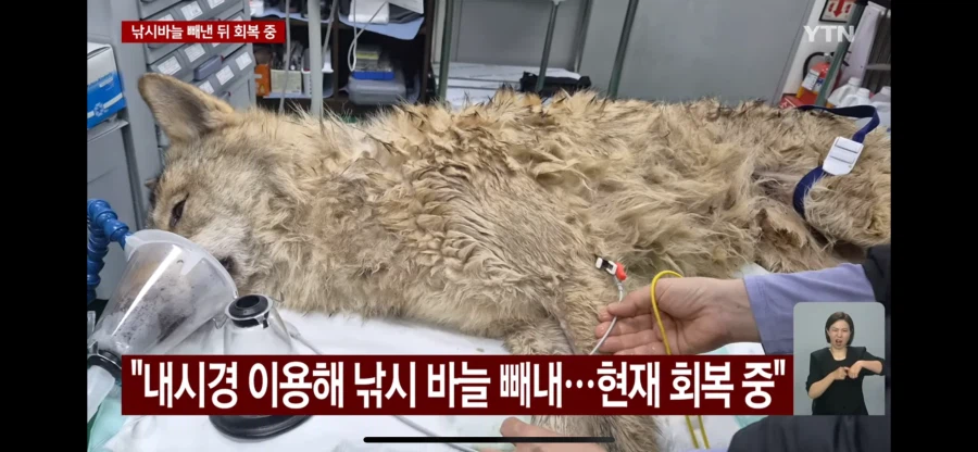 늑구의 대모험_4.webp