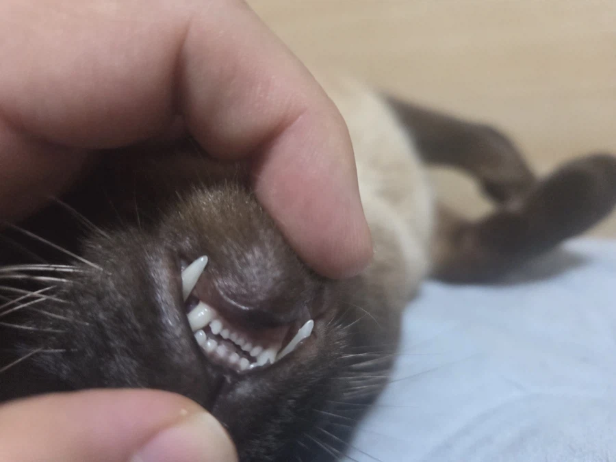 고양이 특수 부위 사진도 무슨무슨법 한장으로 인정해줌?_3.webp
