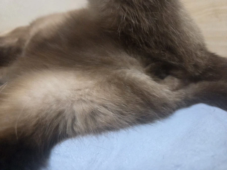 고양이 특수 부위 사진도 무슨무슨법 한장으로 인정해줌?_4.webp