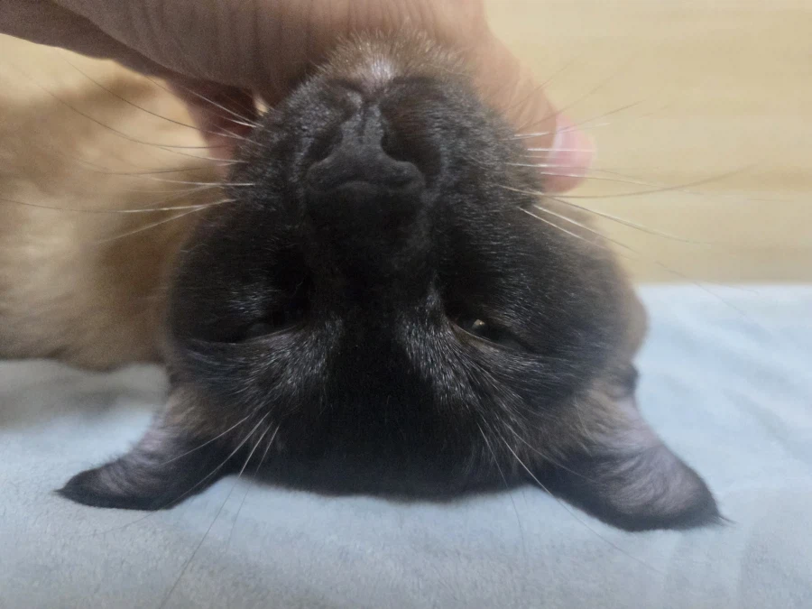 고양이 특수 부위 사진도 무슨무슨법 한장으로 인정해줌?_7.webp
