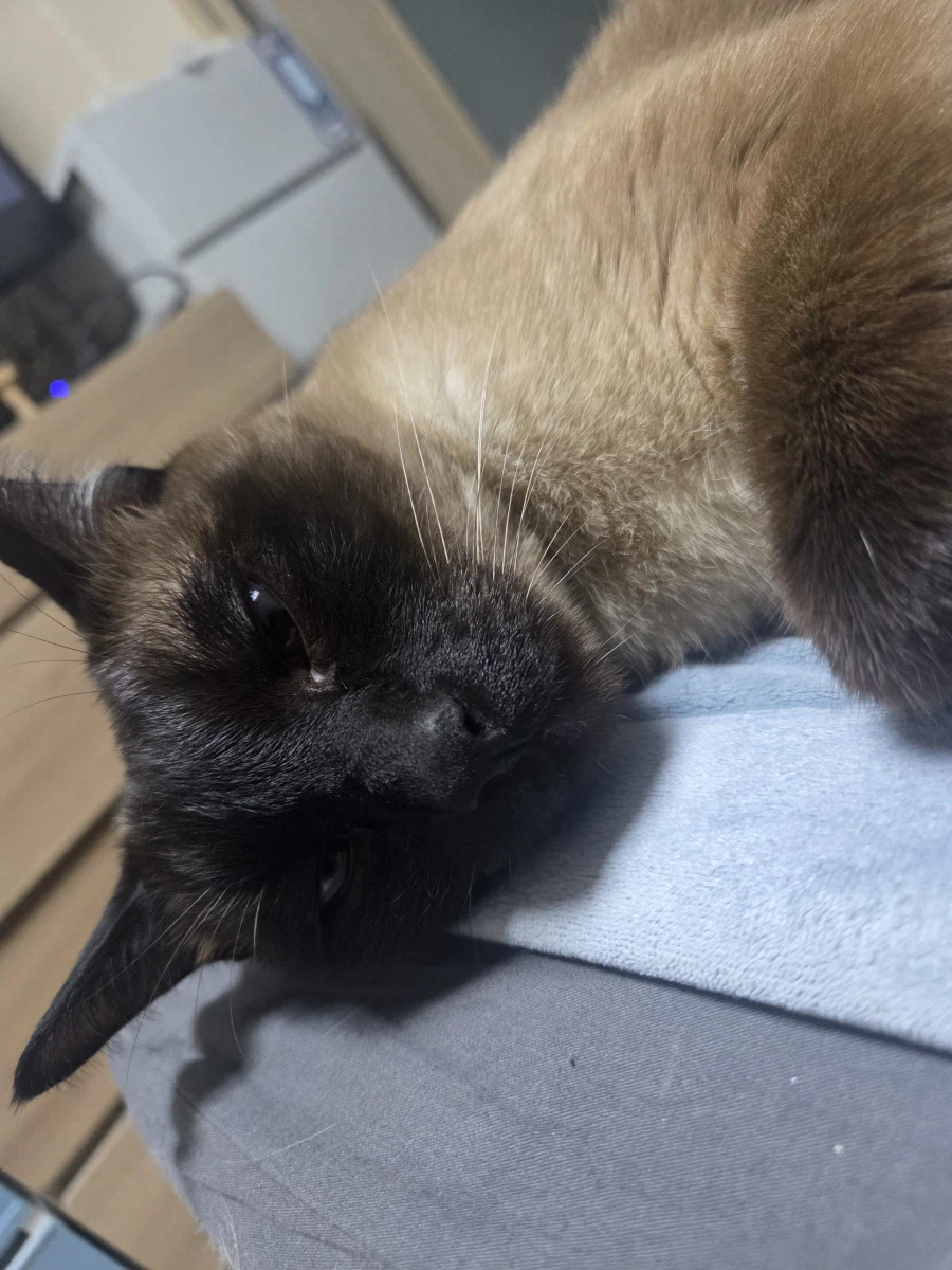 고양이 특수 부위 사진도 무슨무슨법 한장으로 인정해줌?_8.webp