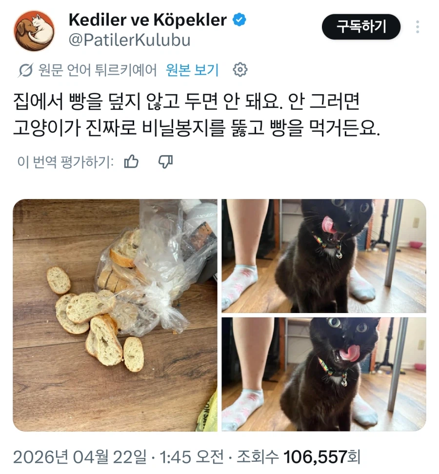 고양이를 키울 땐 빵봉지를 조심하세요_1.webp