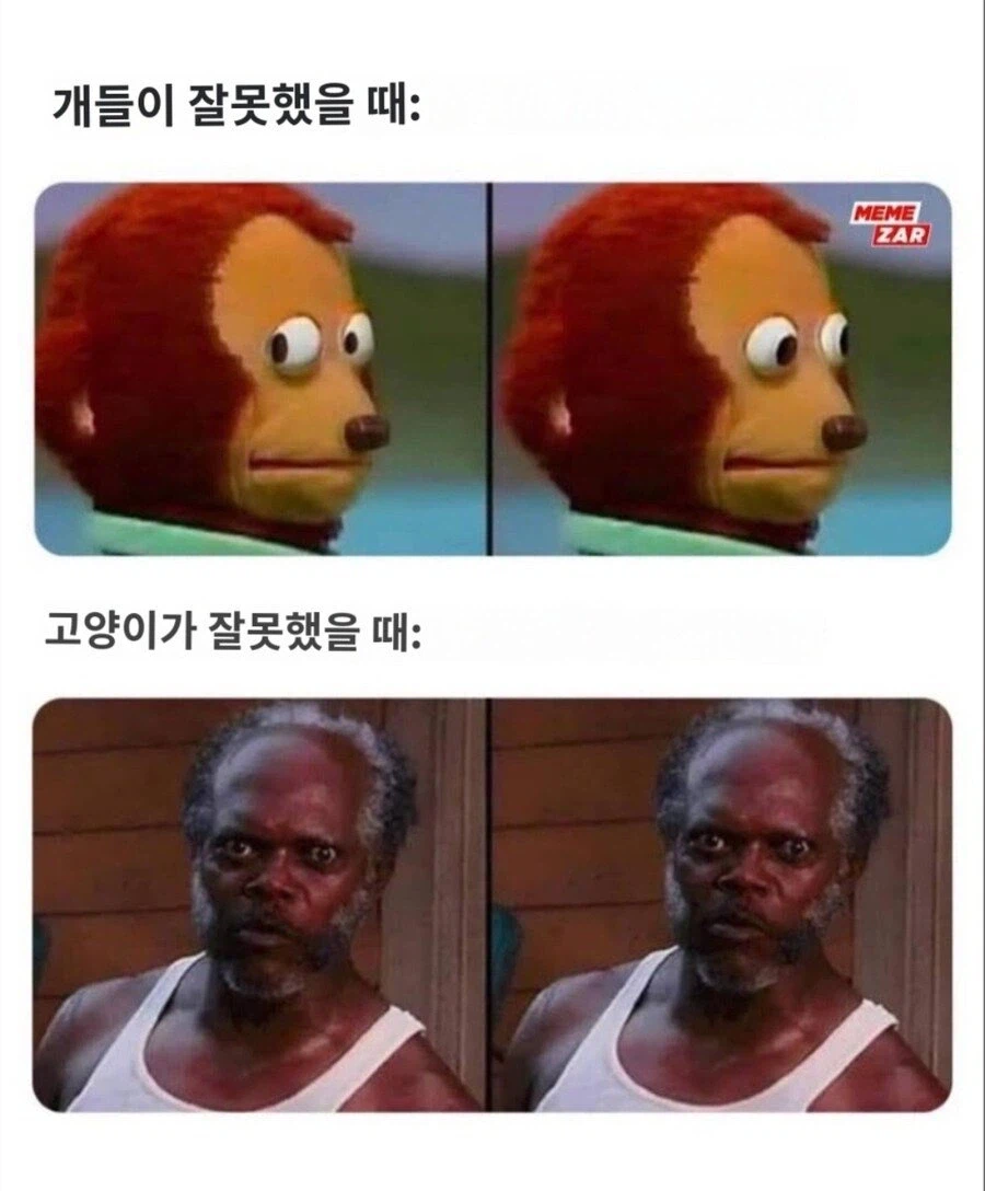 개들이 잘못 했을때 jpg._1.webp