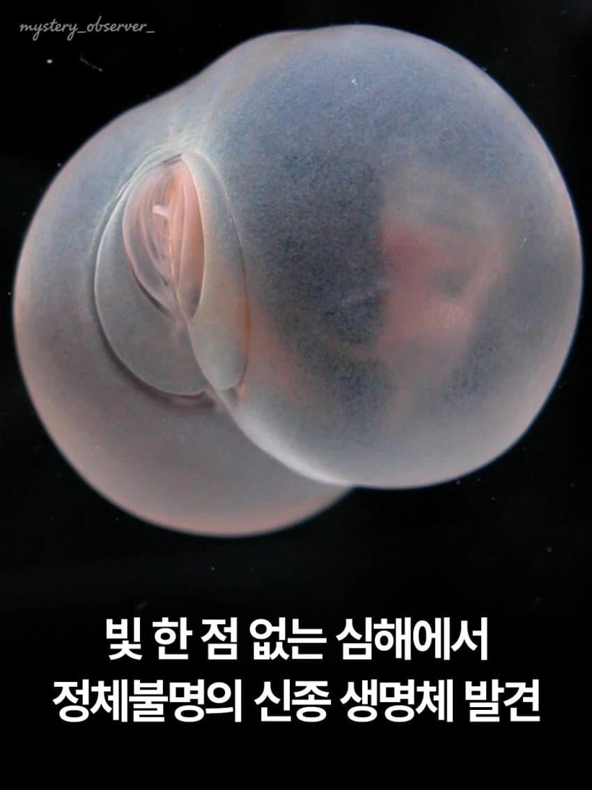 심해에서 발견된 역대급생물_1.webp