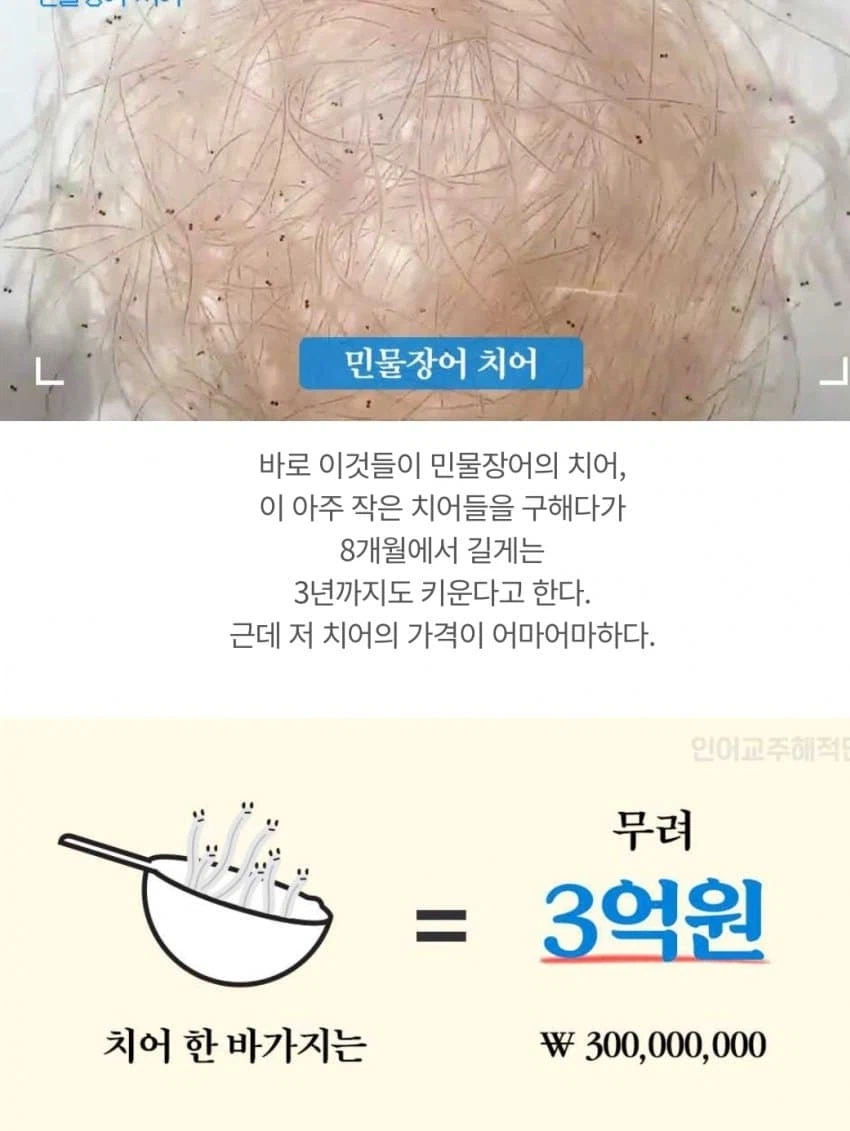 장어가 죽어가서 갓길운행한 차량_2.webp
