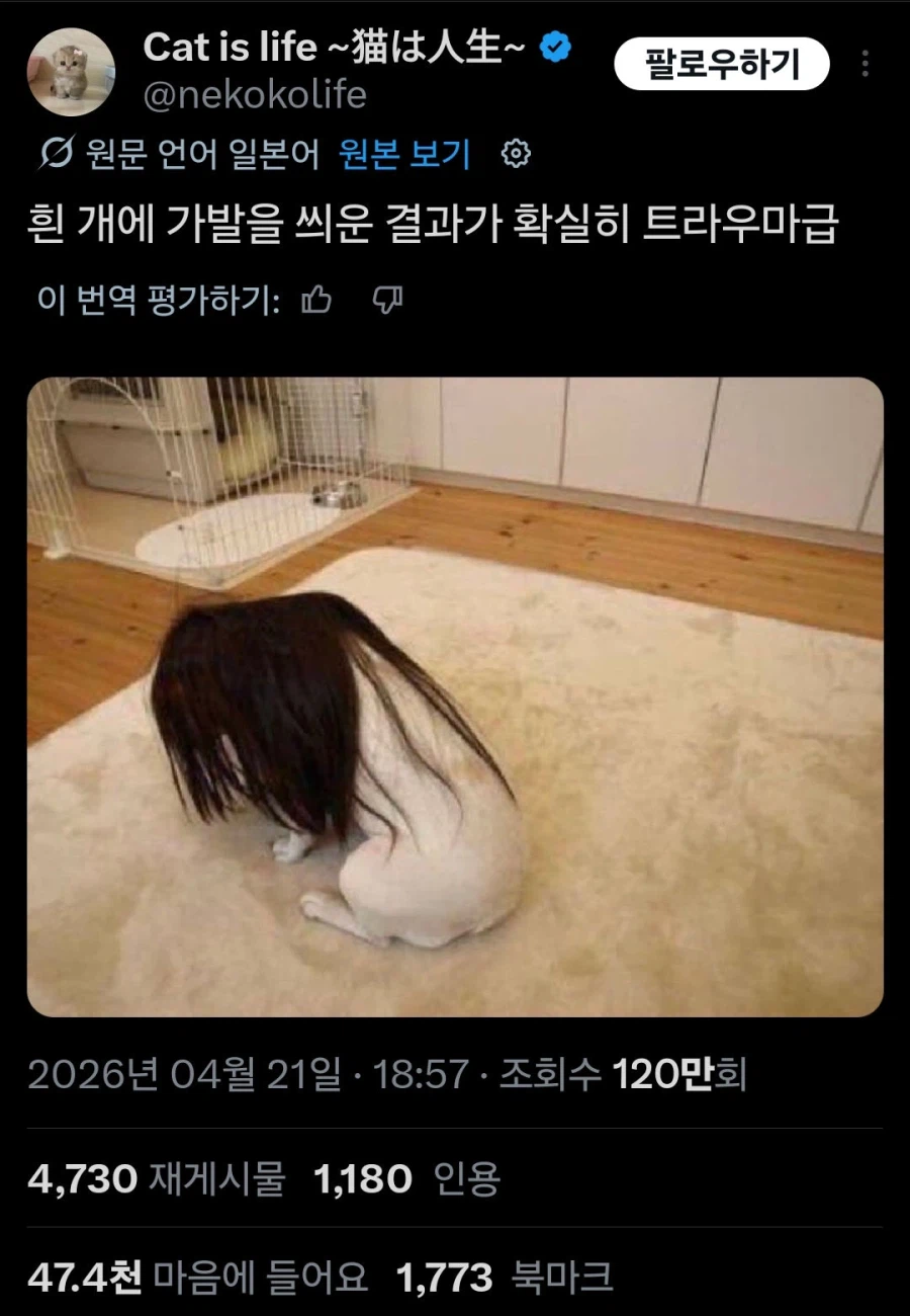 아 개한테 이상한거 씌우지 말라고_1.webp