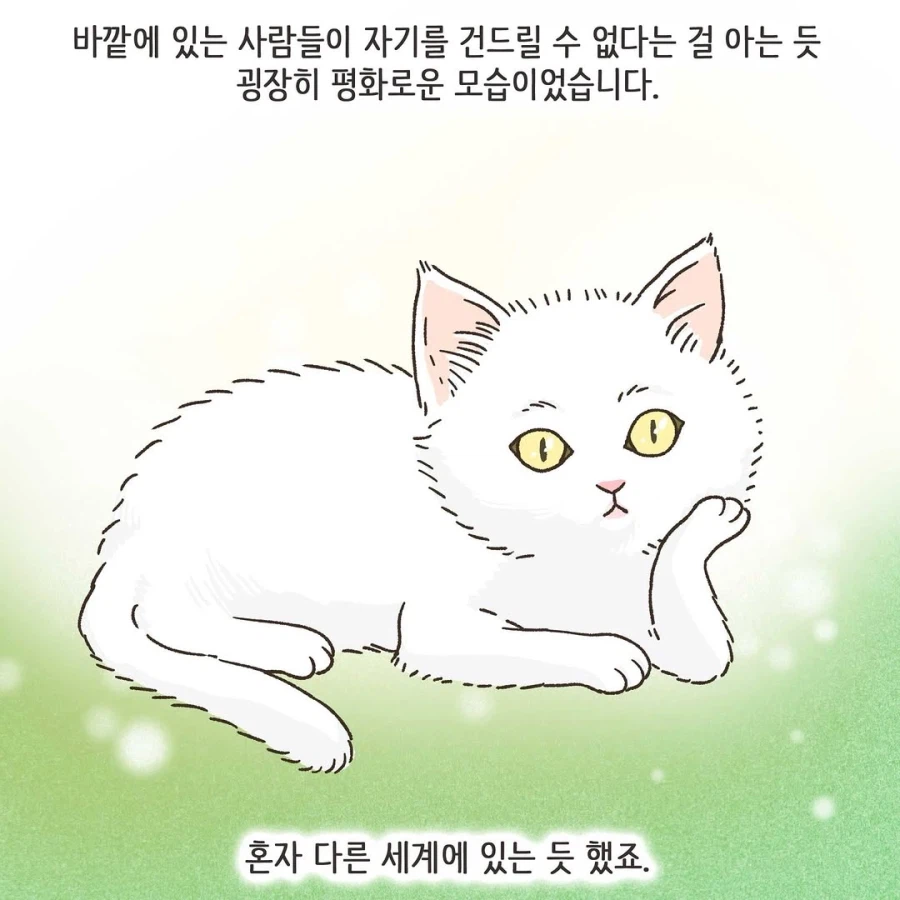 이혼변호사와 첫째냥이 이야기_4.webp