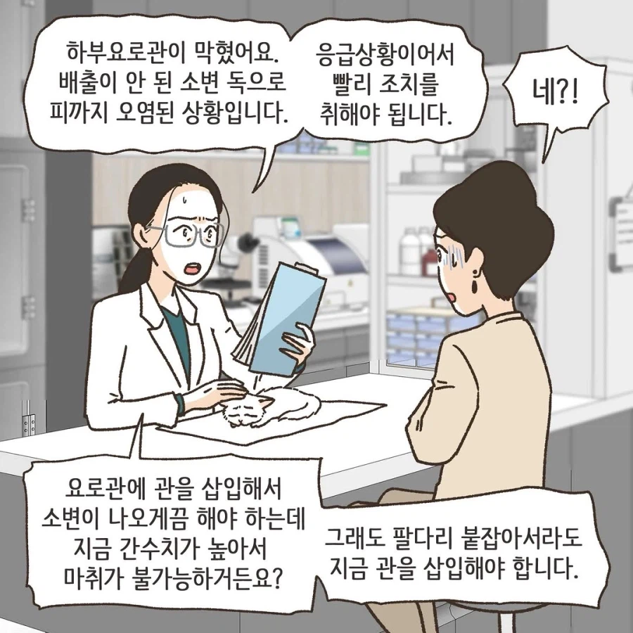 이혼변호사와 첫째냥이 이야기_27.webp