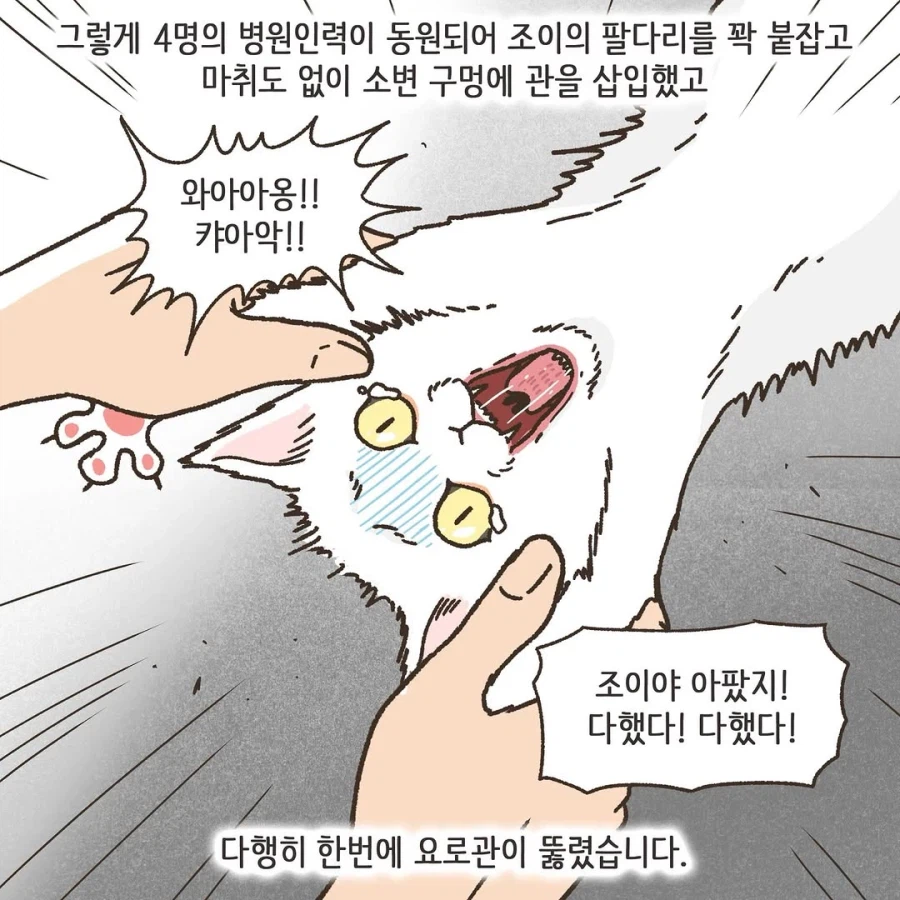 이혼변호사와 첫째냥이 이야기_28.webp