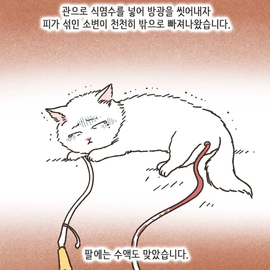 이혼변호사와 첫째냥이 이야기_29.webp