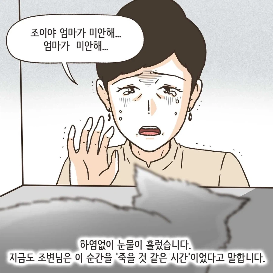 이혼변호사와 첫째냥이 이야기_30.webp