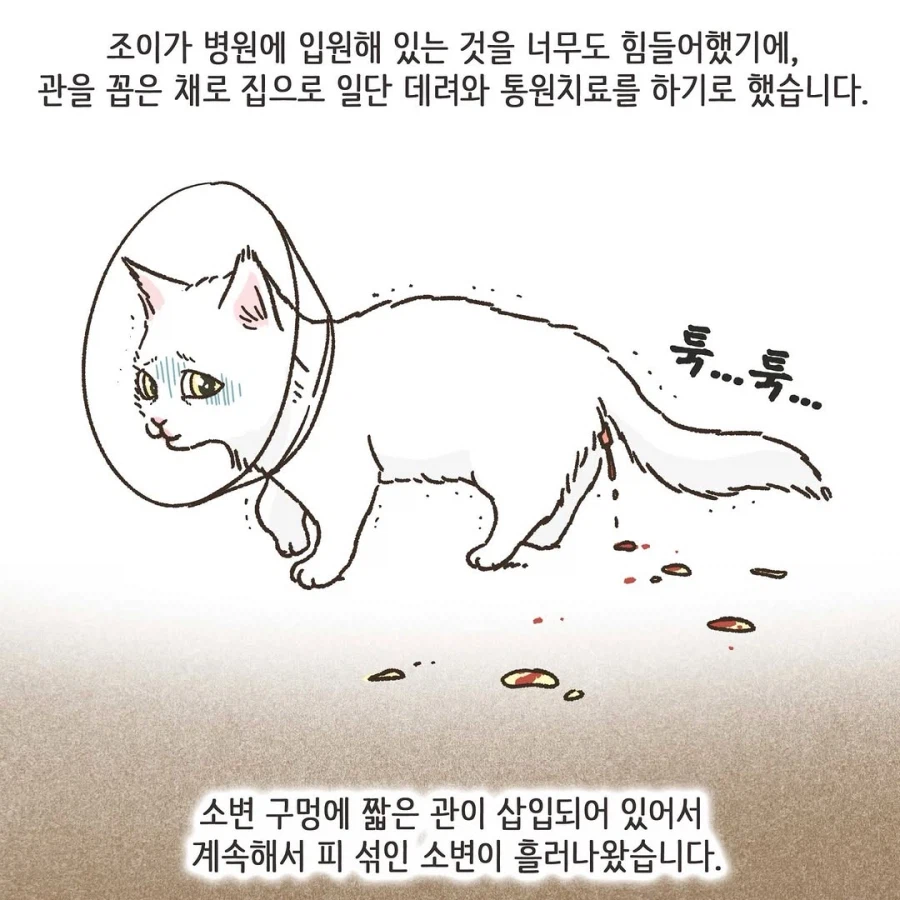 이혼변호사와 첫째냥이 이야기_31.webp