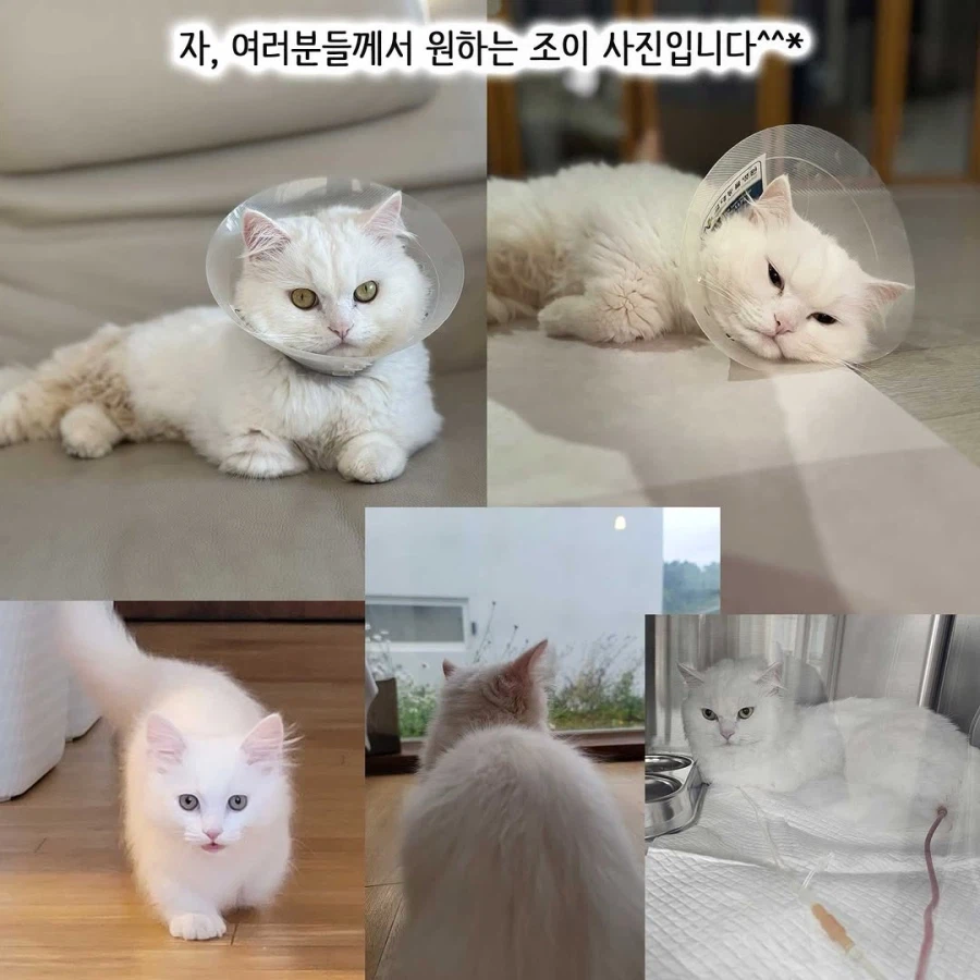 이혼변호사와 첫째냥이 이야기_41.webp