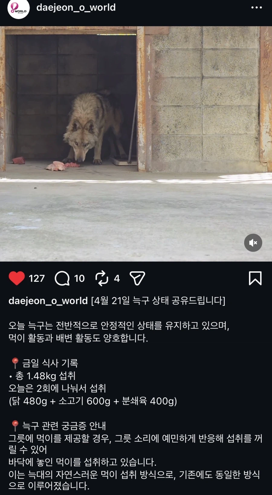 늑구 먹이를 바닥에 주는 이유 오피셜_1.webp